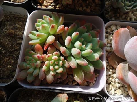 陽台多肉植物風水|西曬陽台植物風水攻略：讓你種植好運！ 